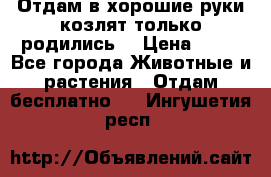 Отдам в хорошие руки козлят.только родились. › Цена ­ 20 - Все города Животные и растения » Отдам бесплатно   . Ингушетия респ.